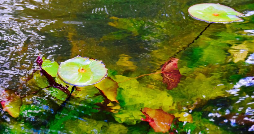 facilitação, diálogo e inteligência coletiva para transformar conflitos em conselhos de unidades de conservação